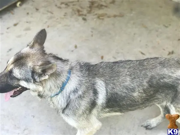 German Shepherd stud dog